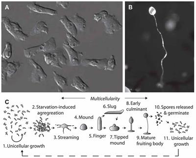 All You Need Is Fats—for Seizure Control: Using Amoeba to Advance <mark class="highlighted">Epilepsy Research</mark>